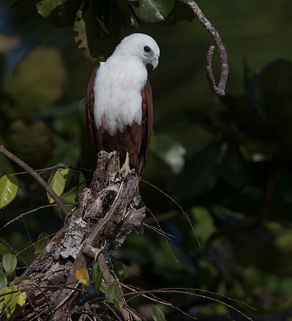 Brahminy kite (Haliastur indus)