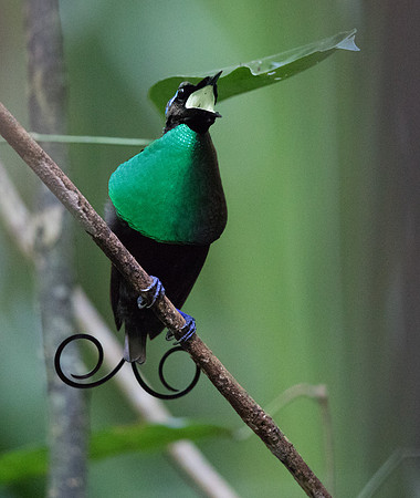 Wilson's bird-of-paradise (Cicinnurus respublica) Male