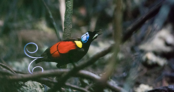 Wilson's bird-of-paradise (Cicinnurus respublica) Male