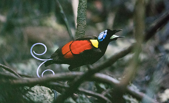 Wilson's bird-of-paradise (Cicinnurus respublica) Male