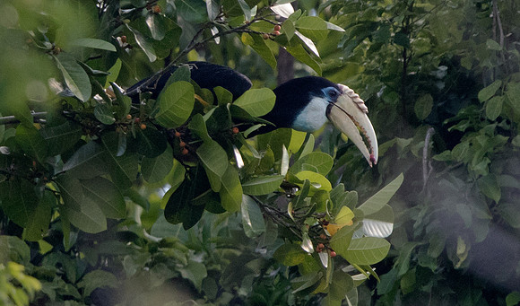 Blyth's hornbill (Rhyticeros plicatus) Female
