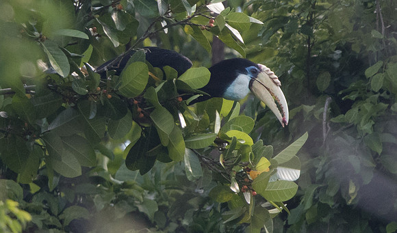 Blyth's hornbill (Rhyticeros plicatus) Female