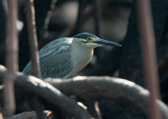 Striated heron (Butorides striata)