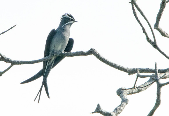 Moustached treeswift (Hemiprocne mystacea)