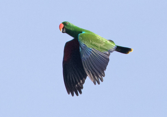 Great-billed parrot (Tanygnathus megalorynchos)