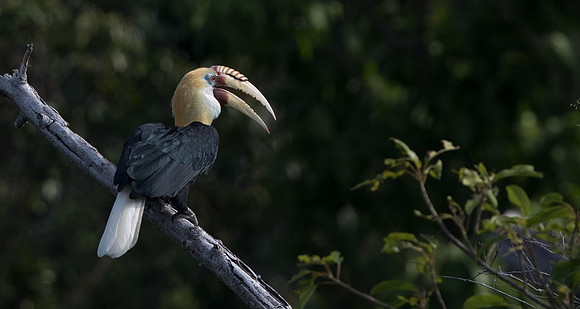 Blyth's hornbill (Rhyticeros plicatus) Male
