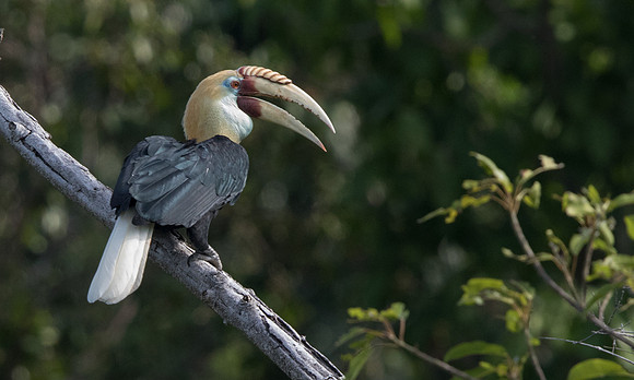 Blyth's hornbill (Rhyticeros plicatus) Male