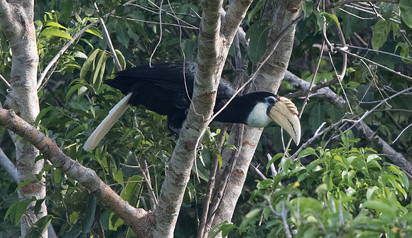 Blyth's hornbill (Rhyticeros plicatus) Female