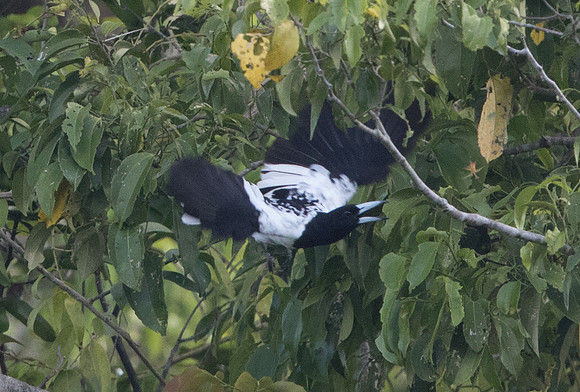 Hooded butcherbird (Cracticus cassicus)