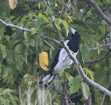 Hooded butcherbird (Cracticus cassicus)