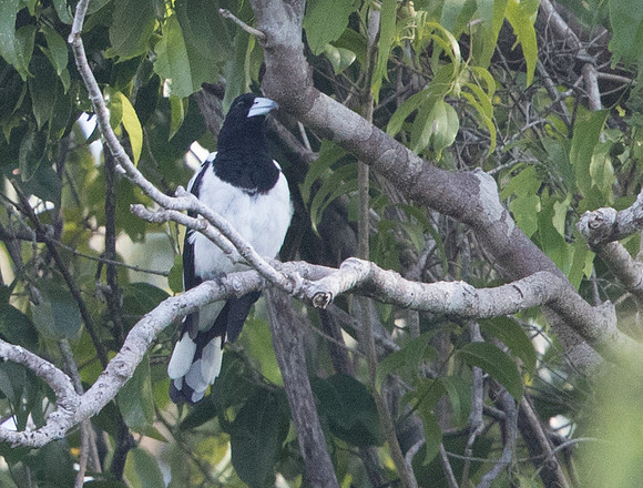 Hooded butcherbird (Cracticus cassicus)