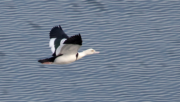 Radjah shelduck (Tadorna radjah)