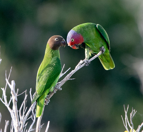 Red-cheeked parrot (Geoffroyus geoffroyi)