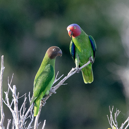 Red-cheeked parrot (Geoffroyus geoffroyi) Female and Male
