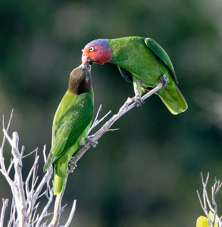 Red-cheeked parrot (Geoffroyus geoffroyi)
