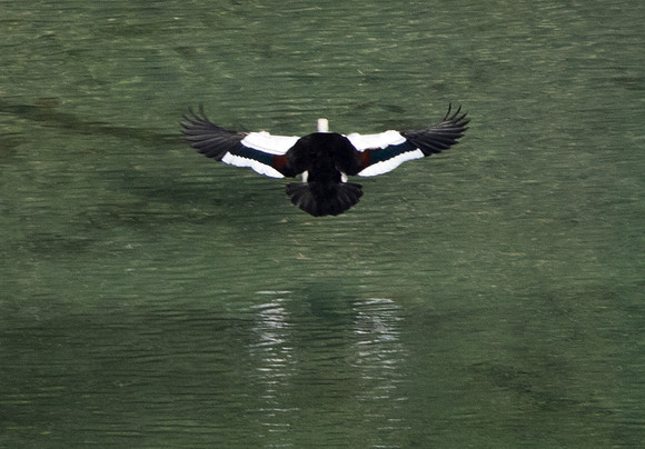 Radjah shelduck (Tadorna radjah)