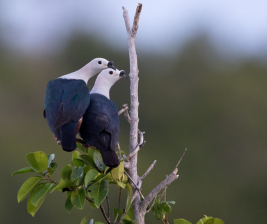 Spice imperial pigeon (Ducula myristicivora)