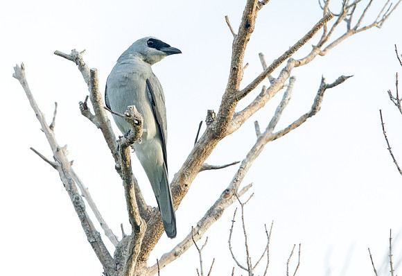White-bellied cuckooshrike (Coracina papuensis)