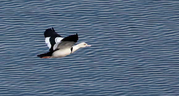 Radjah shelduck (Tadorna radjah)