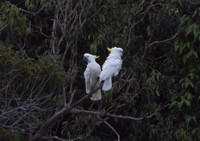 Sulphur-crested cockatoo (Cacatua galerita)