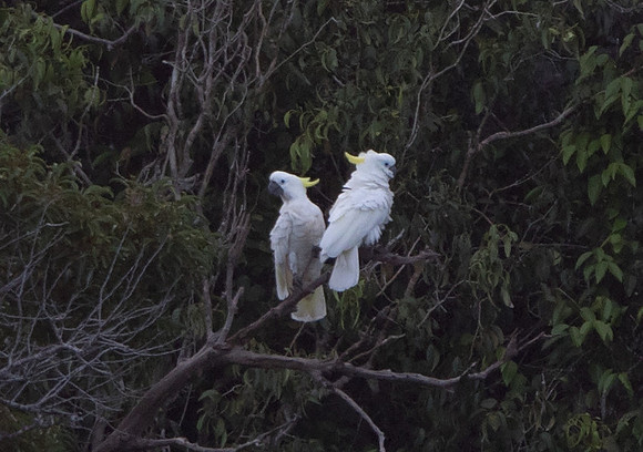 Sulphur-crested cockatoo (Cacatua galerita)