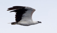 White-bellied sea eagle (Haliaeetus leucogaster)