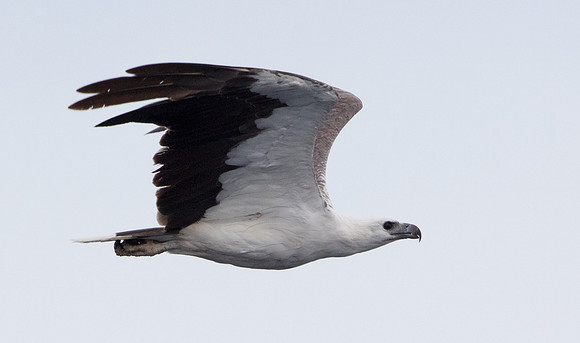 White-bellied sea eagle (Haliaeetus leucogaster)