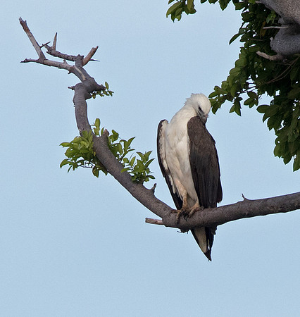 White-bellied sea eagle (Haliaeetus leucogaster)