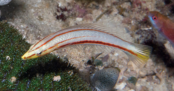 IMG_5532