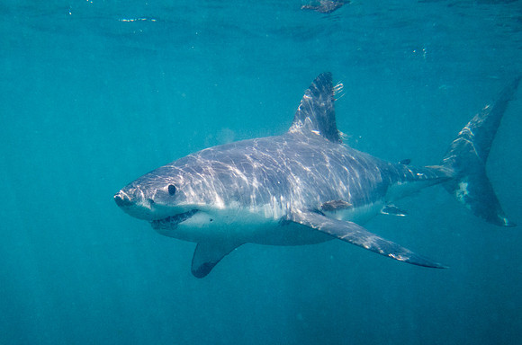 Great white shark (Carcharodon carcharias) Female
