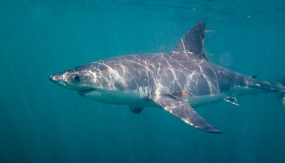 Great white shark (Carcharodon carcharias) Female