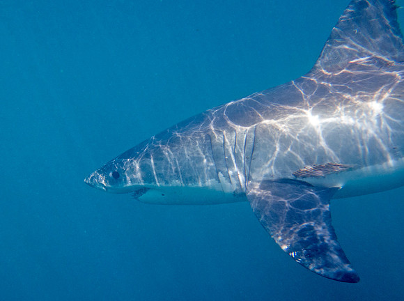 Great white shark (Carcharodon carcharias) Female