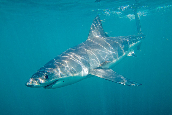 Great white shark (Carcharodon carcharias) Female