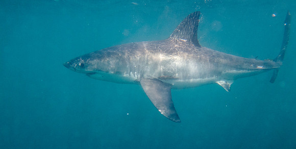 Great white shark (Carcharodon carcharias) Female