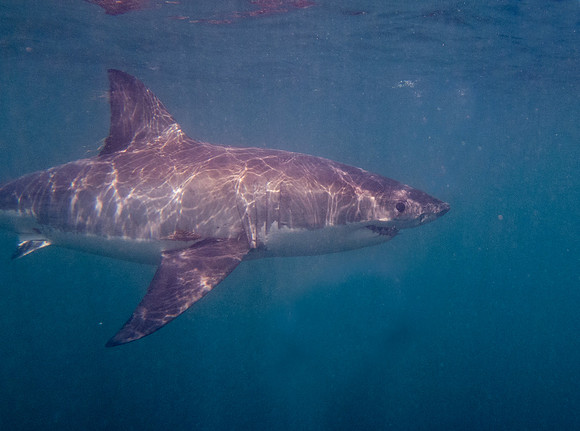 Great white shark (Carcharodon carcharias) Female