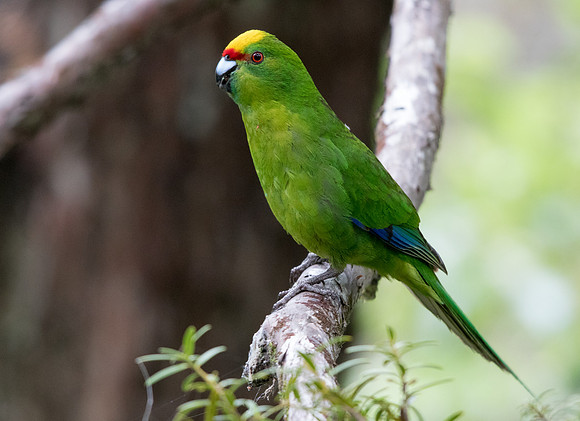 Yellow-crowned parakeet (Cyanoramphus auriceps)