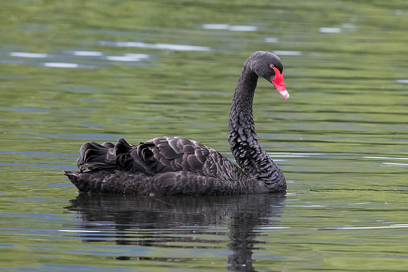 Black swan (Cygnus atratus)