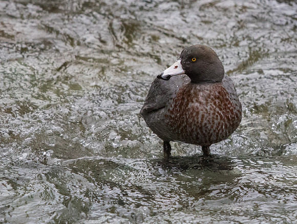 Blue duck (Hymenolaimus malacorhynchos)