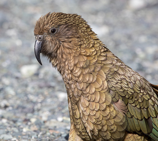 Kea (Nestor notabilis)