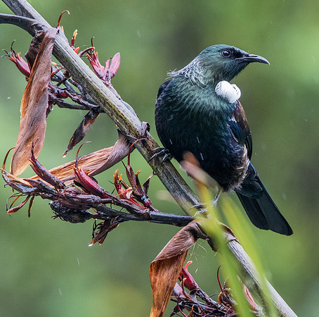 Tui (Prosthemadera novaeseelandiae)