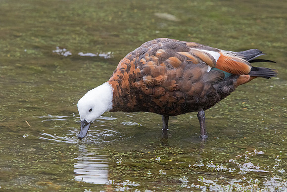 Paradise shelduck (Tadorna variegata) Female