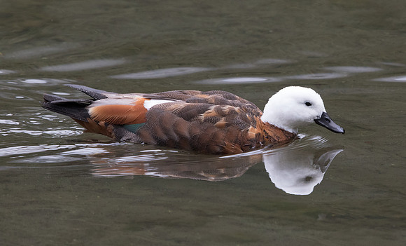 Paradise shelduck (Tadorna variegata) Female