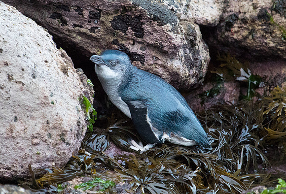 Little penguin (Eudyptula minor)