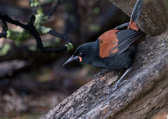 South Island saddleback (Philesturnus carunculatus) Male