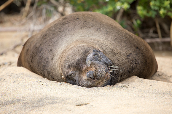 New Zealand sea lion (Phocarctos hookeri)