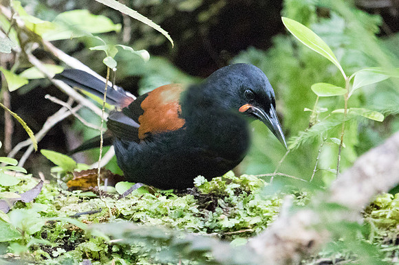 South Island saddleback (Philesturnus carunculatus)