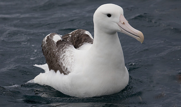Southern royal albatross (Diomedea epomophora)