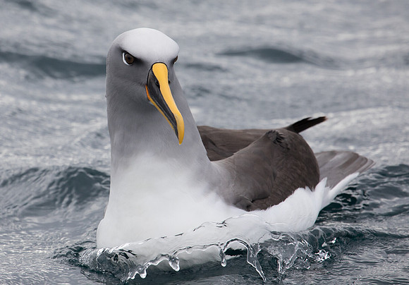 Buller's albatross (Thalassarche bulleri)