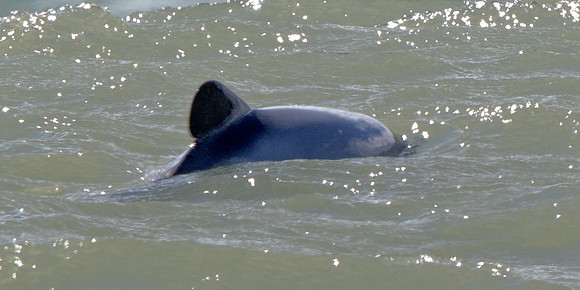 Hector's dolphin (Cephalorhynchus hectori)
