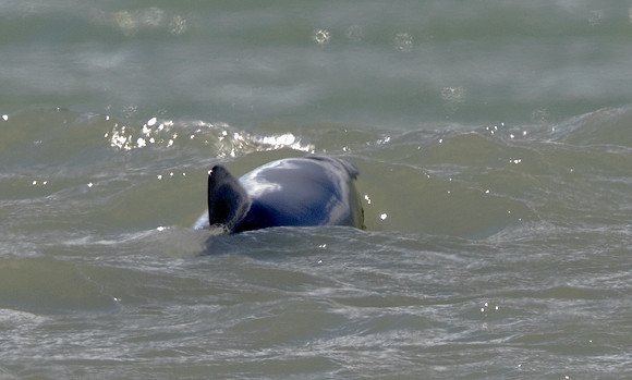 Hector's dolphin (Cephalorhynchus hectori)